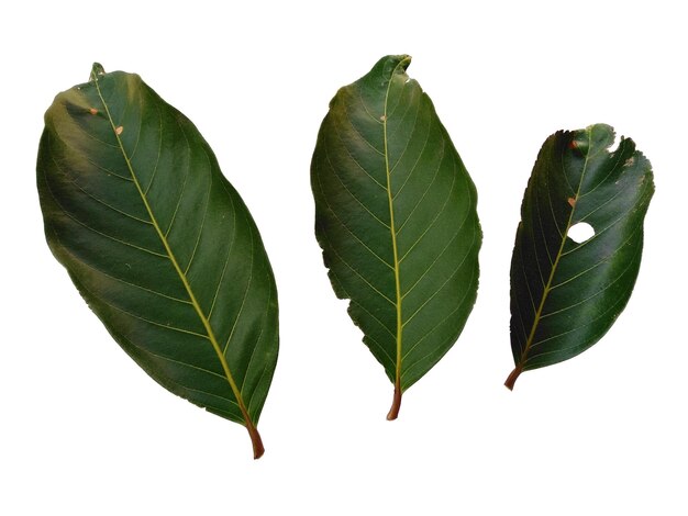 Photo nephelium lappaceum leaves or rambutan leaf on white background