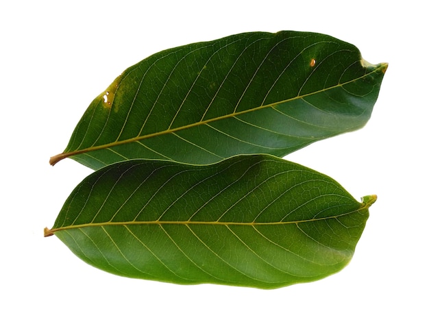 Nephelium lappaceum leaves or rambutan leaf on white background