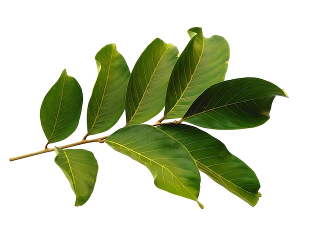 Nephelium lappaceum leaves or rambutan leaf on white background