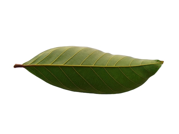 Nephelium lappaceum leaves or rambutan leaf on white background