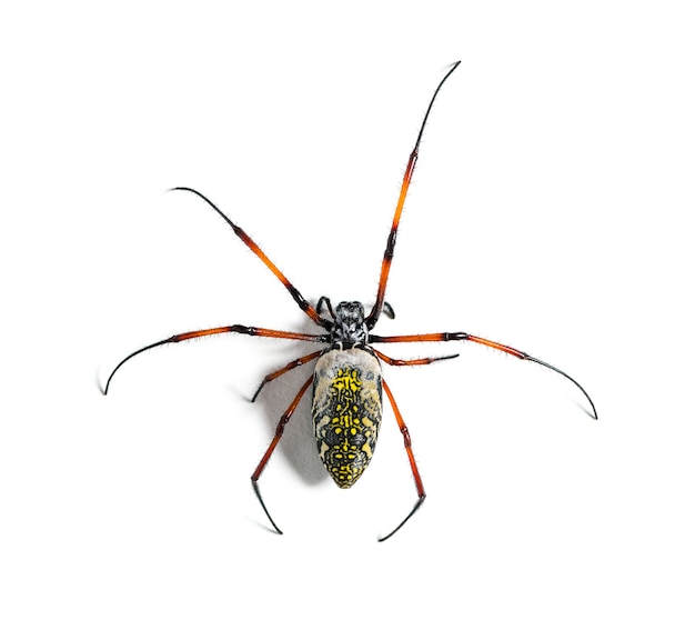 Nephila inaurata, comunemente noto come il ragno tessitore dorato dalle zampe rosse o nephila dalle zampe rosse, davanti al bianco