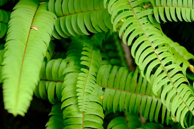 Nephrolepis exaltata, известный как папоротник-меч или бостонский папоротник, относится к семейству Lomariopsidaceae.