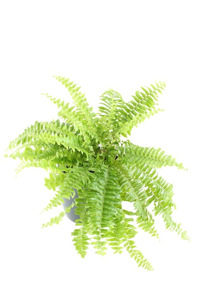 Nephrolepis fern