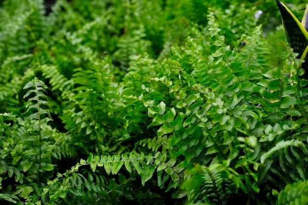 Foto nephrolepis groen close-up. verkoop in de winkel. selectieve focus