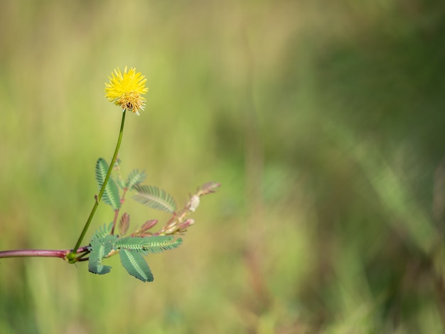 NEPTUNIA JAVANICA MIQ, LEGUMINO-SAE с боке из зеленого листа.