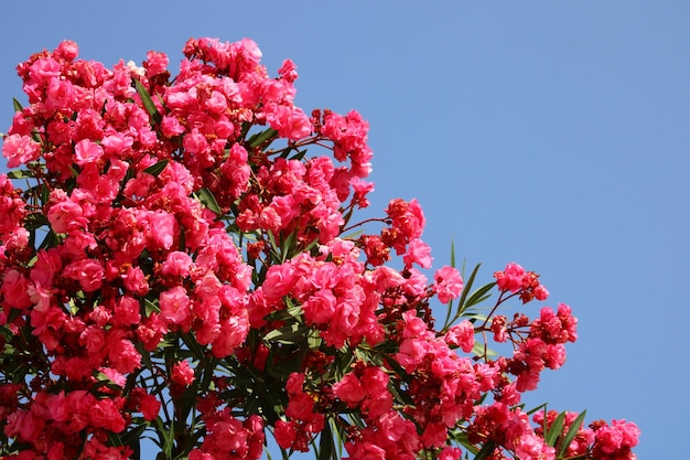 Nerium oleander, beter bekend als oleander of nerium