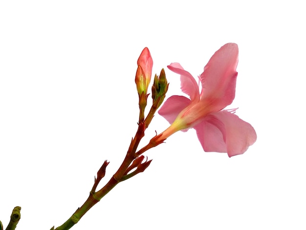 Foto nerium oleander bloem geïsoleerd op witte achtergrond