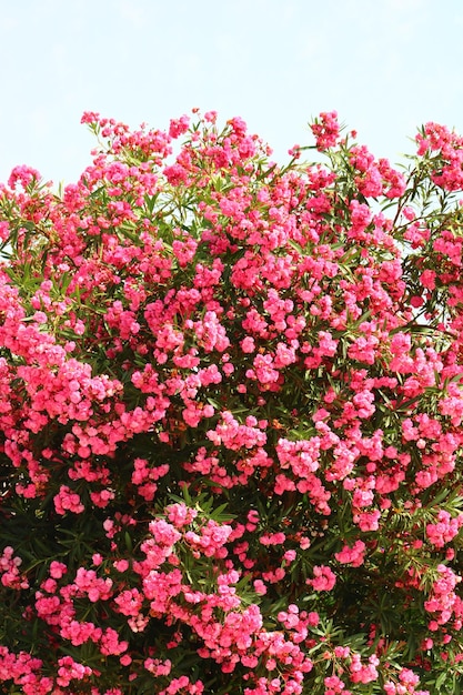 Nerium oleander most commonly known as oleander or nerium