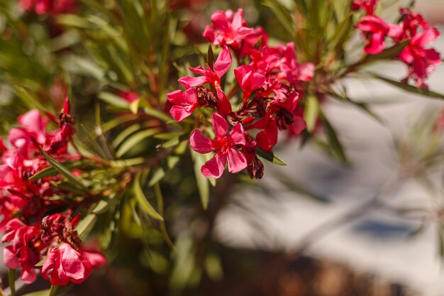 Foto nerium olender, colorati fiori rossi.