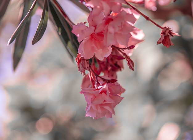 Nerium pink oleander. Beautiful flowers close up. High quality photo