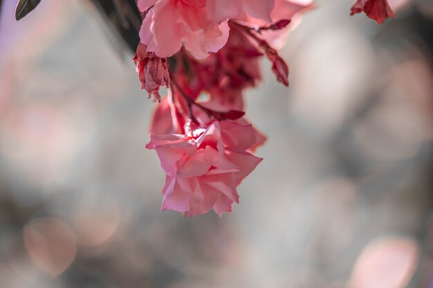 Nerium pink oleander. Beautiful flowers close up. High quality photo