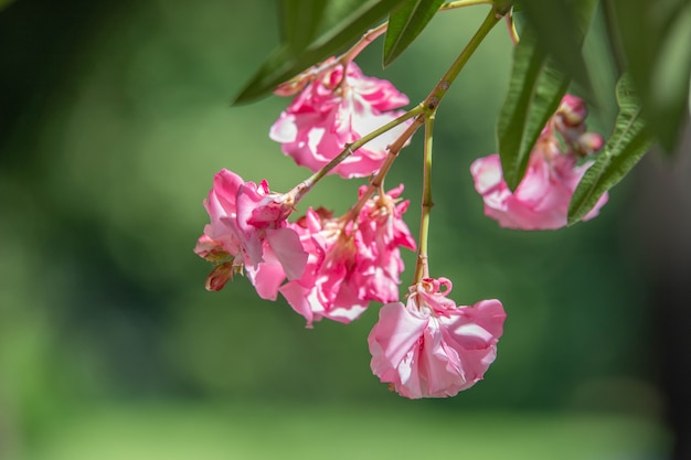 Nerium roze oleander. Mooie bloemen close-up. Hoge kwaliteit foto