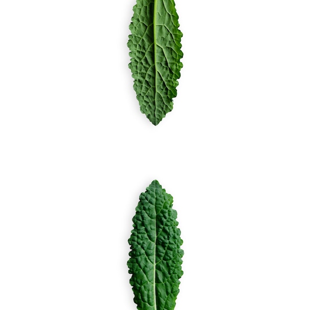 Nero di Toscana kale leaves Front and back White background with copy space