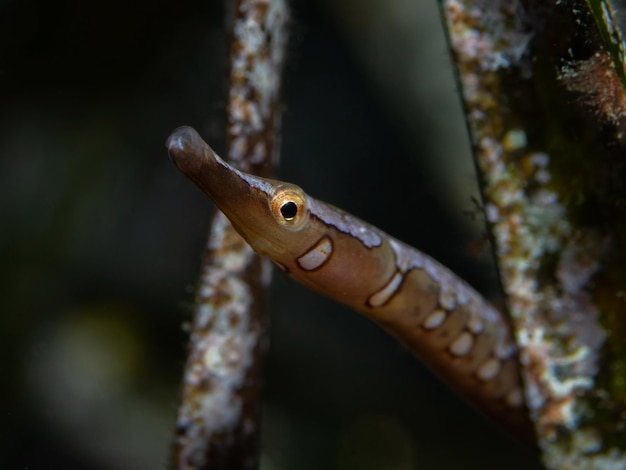 Photo nerophis maculatus