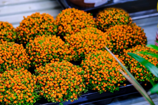 写真 花市場での販売のためのnerteragranadensis植物