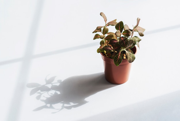 Nerve Fittonia verschaffeltii on pot, PlantHigh key light of Pink Fittonia Nerve Plant in brown pot.