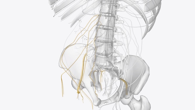 Фото Нервы правого ломбосакрального сплетения