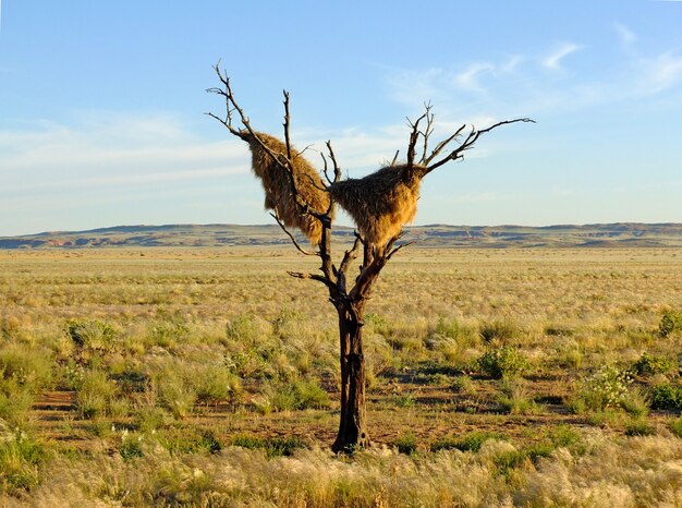 Photo the nest of the bird, sossusvlei, namibia