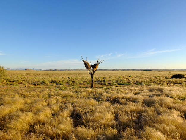 The nest of the bird, Sossusvlei, Namibia