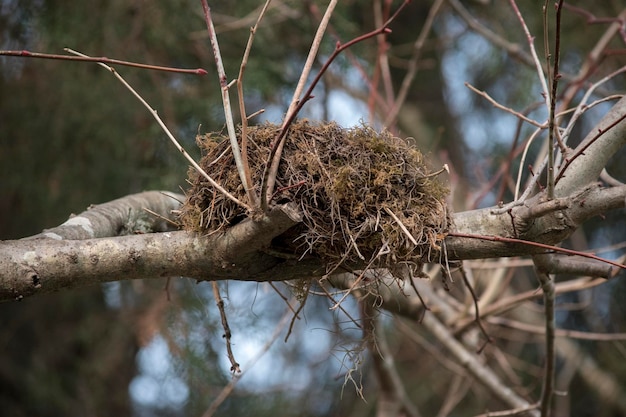 Nest of a bird on the tree