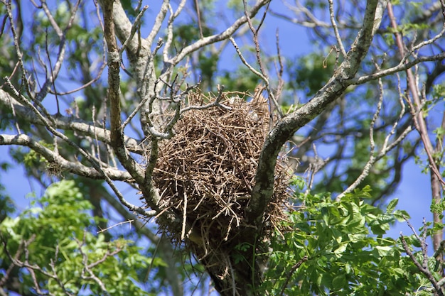 гнездо птиц весной