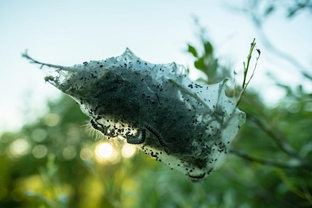 ぼやけた空の背景に対して茂みの枝に毛虫とクモの巣の巣