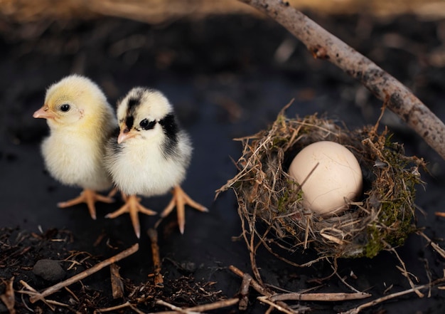 nest ei en kuiken voor een donkere achtergrond