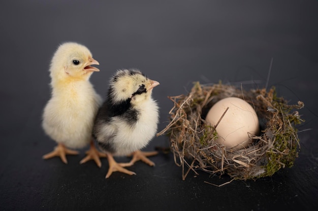 Foto nest ei en kuiken