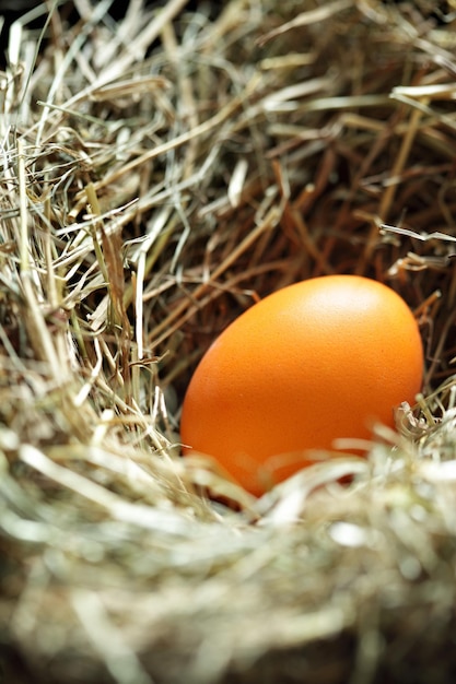 Nest met oranje ei