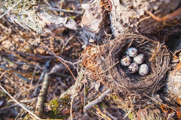 Nest met vogeleieren in het voorjaarsbos