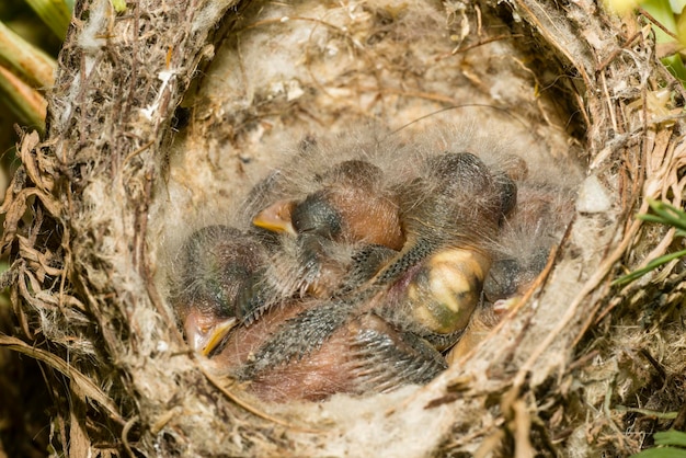 유럽 금붕어 Carduelis carduelis의 둥지와 새끼