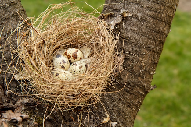 Foto nido di quaglia con quattro uova su un albero nel bosco