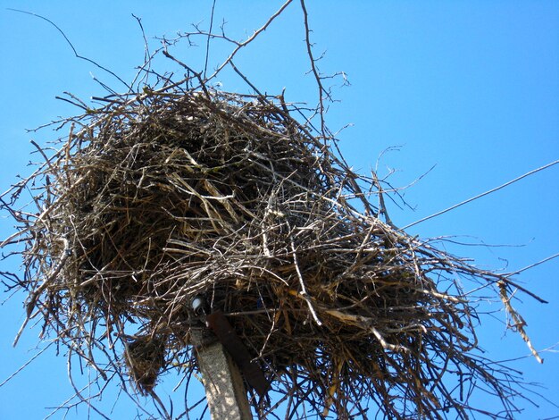 Nest of storks in village