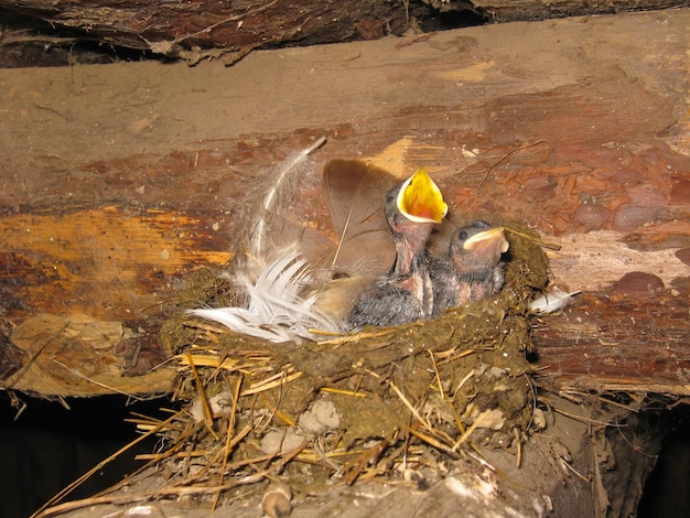 Nest of swallow with nestlings