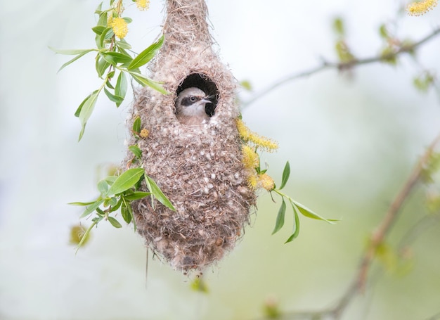 nest tit Remeza