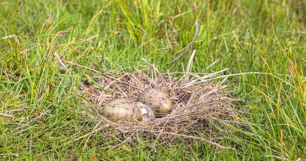 Nest van de gemeenschappelijke meeuw Larus canus met twee eieren, één komt uit