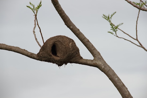 Nest van hornero