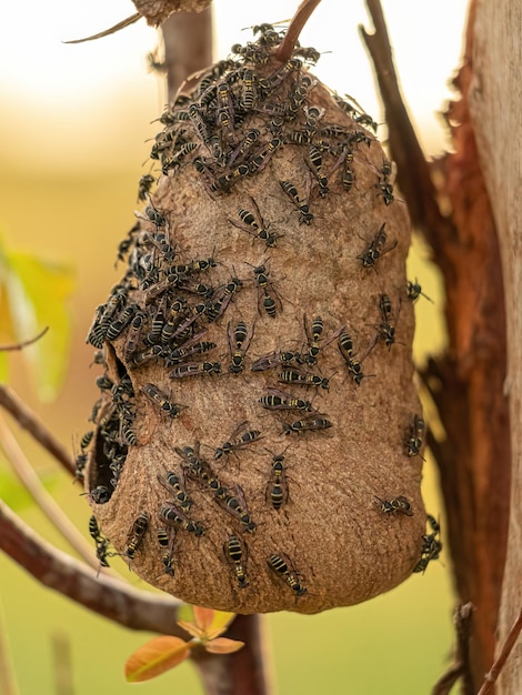 Nest van wespen met lange taille