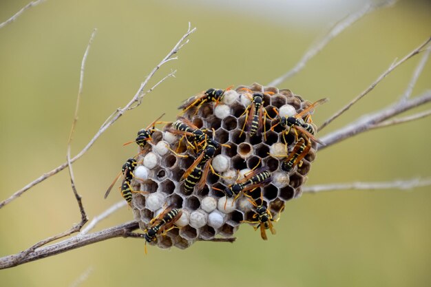 Foto nest van wespenpolist in het gras kleine weergave wespenpolist