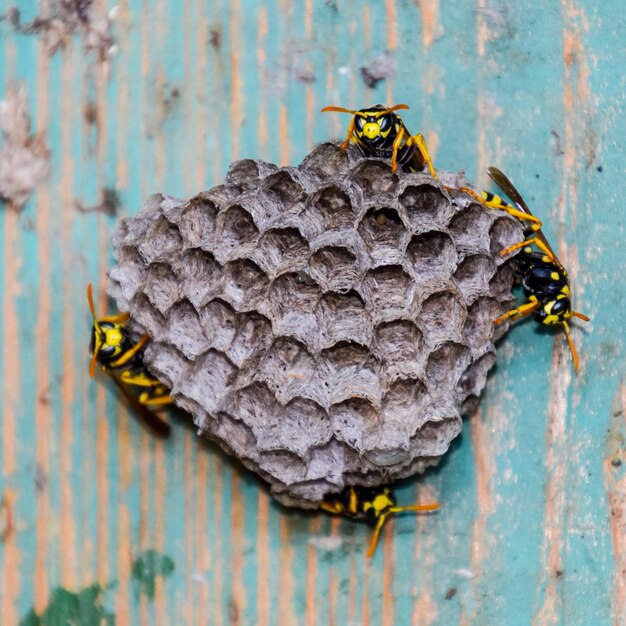 Photo nest of wasps in the old electrical switchboard wasp polist