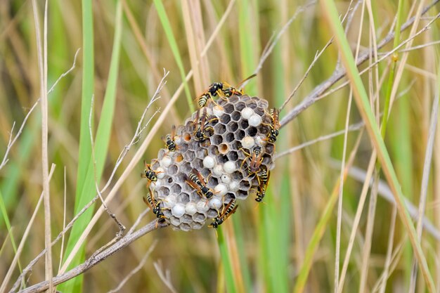 Photo nest of wasps polist in the grass small view wasp polist