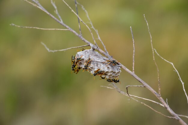 Nest of wasps polist in the grass Small view wasp polist