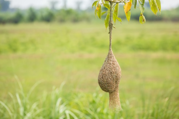 Nest of Weaver bird hang on the tree branch with green nature blur background 