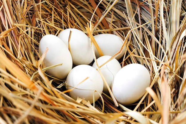 Nest with eggs, close-up