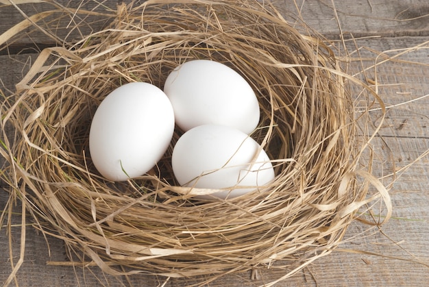 Photo nest with eggs