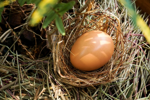 A nest with one egg on a branches