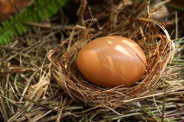 A nest with one egg on a branches