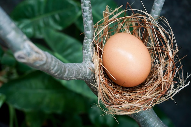 A nest with one egg on a branches