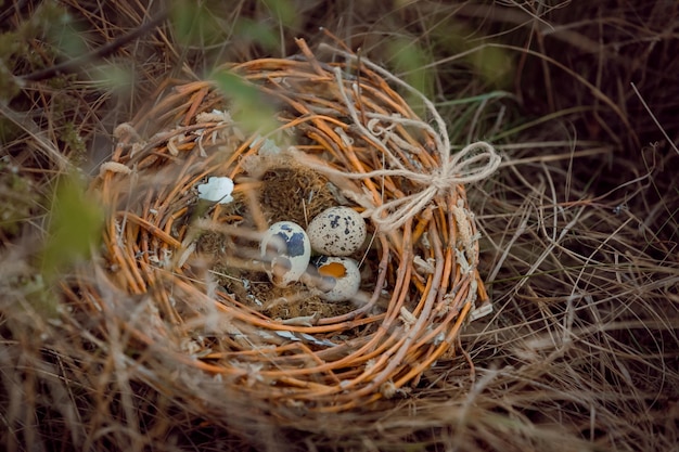 写真 ウズラの卵の巣ひよこがいる