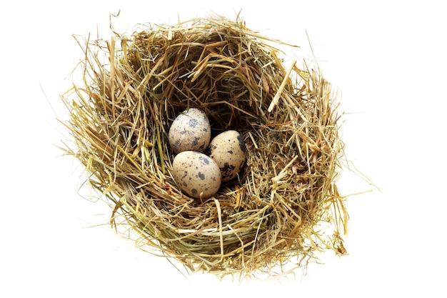 Nest with quail eggs